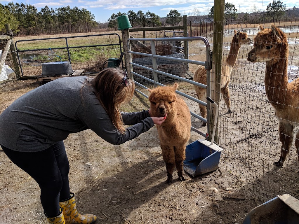 Alpacawaka Barn and Pastures, LLC | 393 Snowden Rd, Moyock, NC 27958, USA | Phone: (757) 450-9446