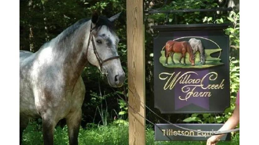 Tillotson Equine Internal Medicine Mobile Services | 2842 Leasburg Rd, Roxboro, NC 27574, USA | Phone: (336) 330-0166