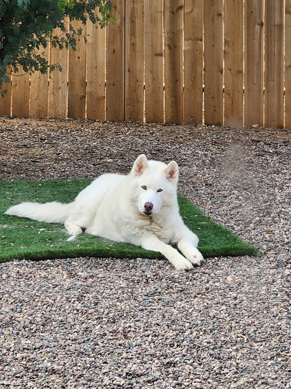 Signal Butte Animal Hospital & Grooming | 2748 S Signal Butte Rd #101, Mesa, AZ 85209, USA | Phone: (480) 272-7006