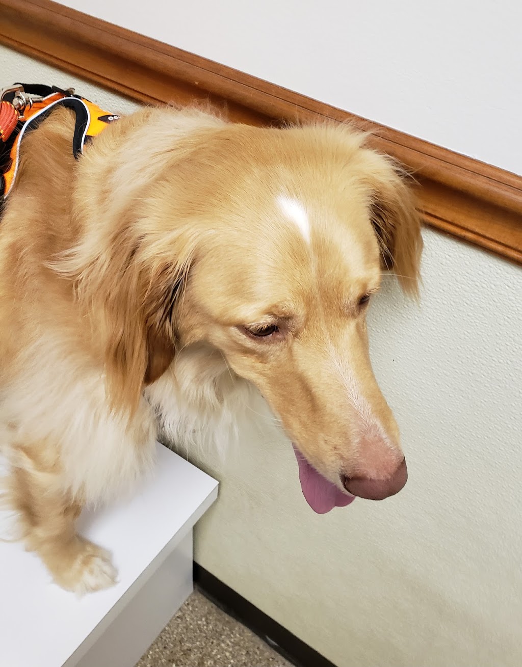 Connersville Veterinary Clinic | 808 E County Rd 250 S, Connersville, IN 47331, USA | Phone: (765) 825-9620