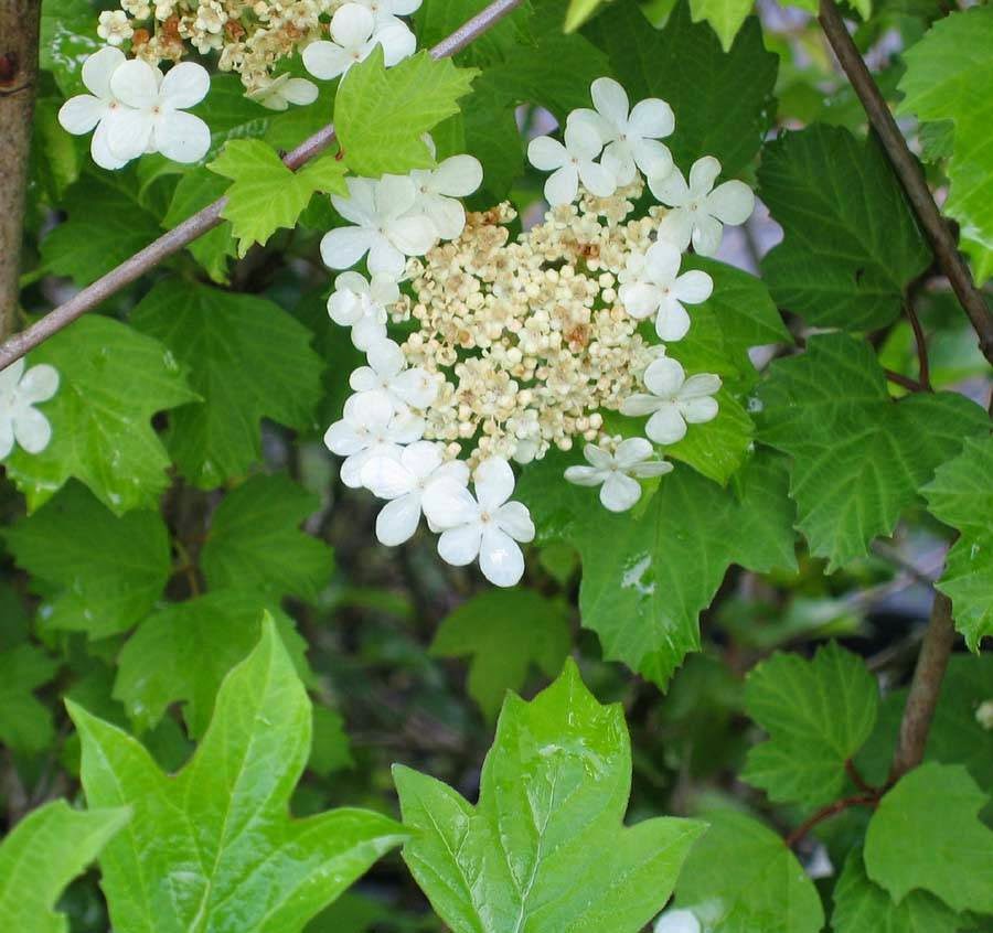 Woodbrook Native Plant Nursery | 5919 78th Ave NW, Gig Harbor, WA 98335, USA | Phone: (253) 857-6808