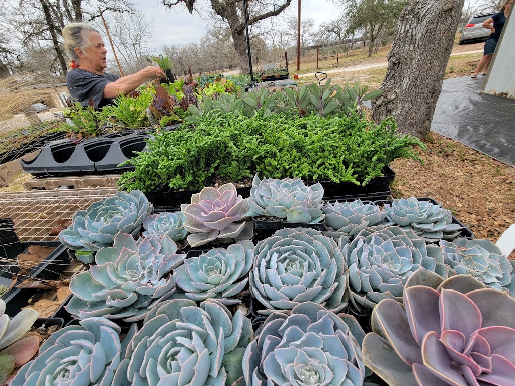 Enchanted Oak Lawn and Garden Nursery | 530 Enchanted Oak Dr, La Vernia, TX 78121, USA | Phone: (830) 391-6649