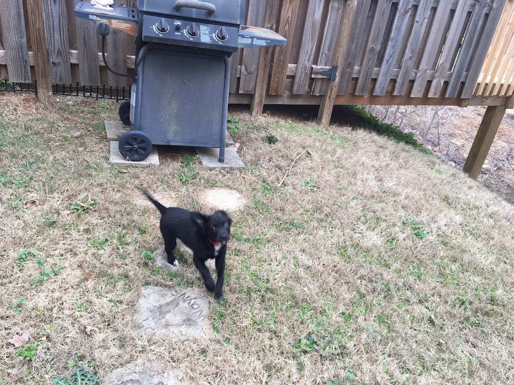 Alabama Animal Adoption Society | 2808 Crescent Ave, Birmingham, AL 35209, USA | Phone: (205) 871-6351