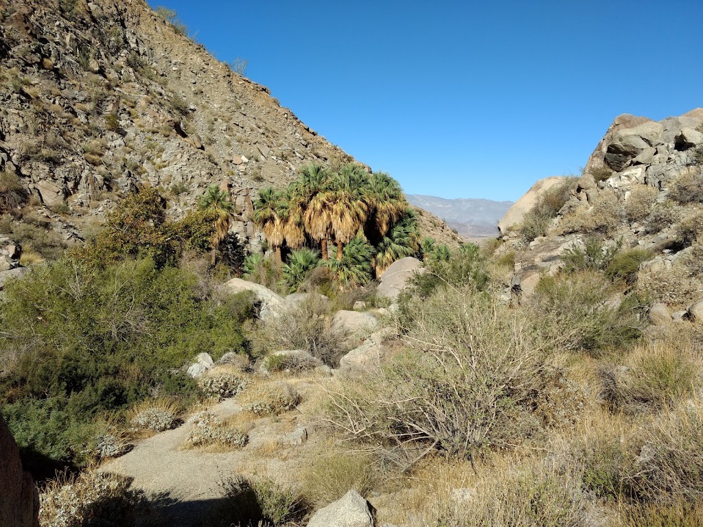 Hellhole Palms | Anza-Borrego Desert State Park, Palm Canyon Dr, Ranchita, CA 92066, USA | Phone: (760) 767-3385