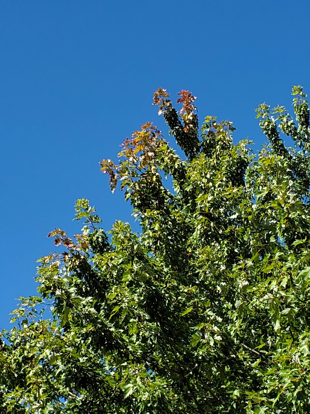 Hendon Triangles Park | 2260 W Hendon Ave, St Paul, MN 55108, USA | Phone: (651) 632-5111