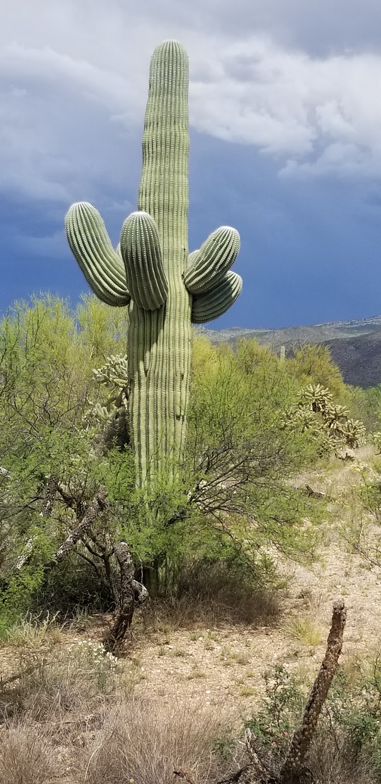 National Park Service Desert Research and Learning Center | 12661 E Broadway Blvd, Tucson, AZ 85748, USA | Phone: (520) 258-7200