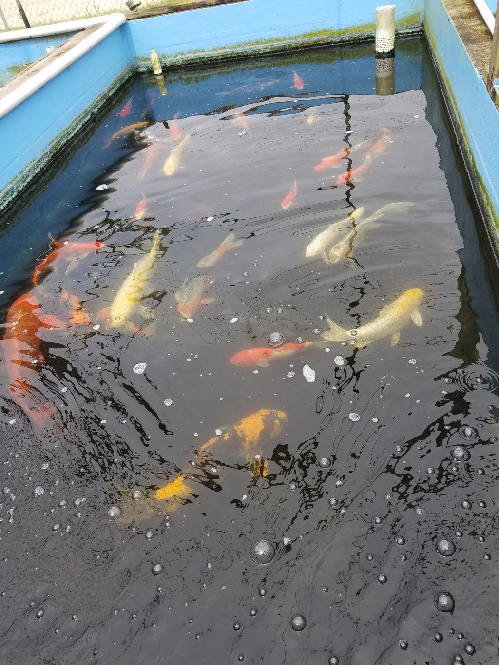 Ornamental Pond Fish, Inc. | 301 Thorn Rd, Port Allen, LA 70767, USA | Phone: (225) 343-4002