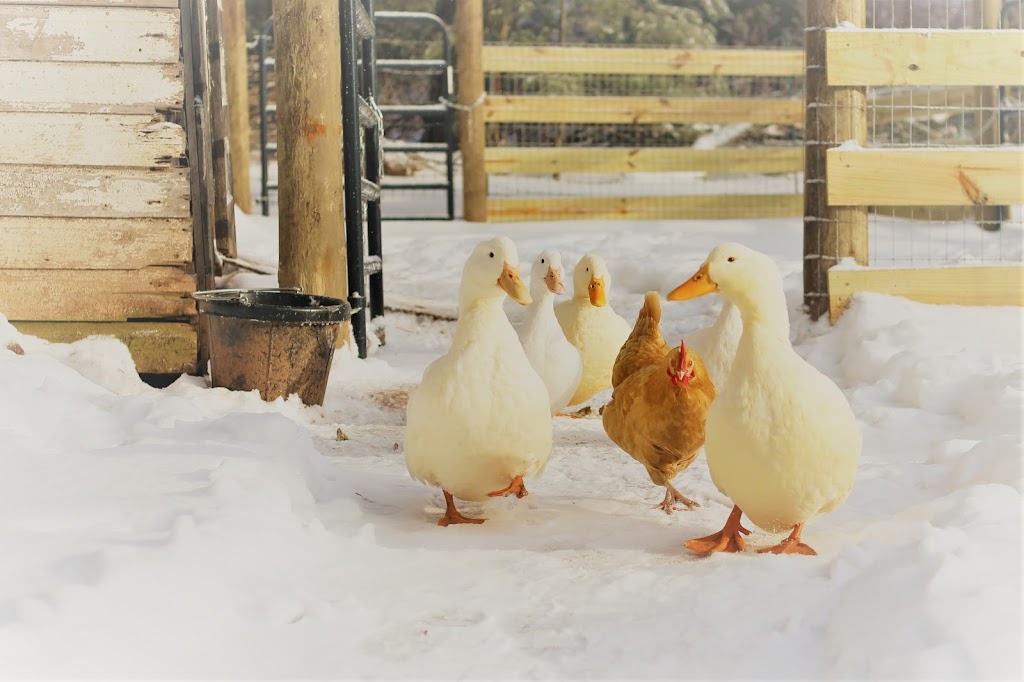 Wormuth Farm | 577 County Road 519, Wantage, NJ 07461, USA | Phone: (347) 328-4764
