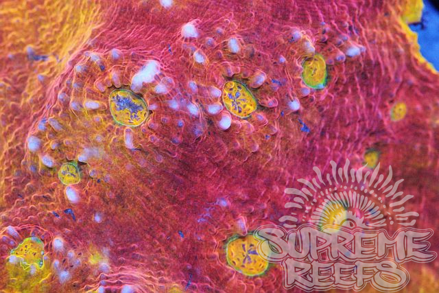Supreme Reefs | 5601 Sandy Lewis Dr, Fairfax, VA 22032, USA | Phone: (703) 229-9635