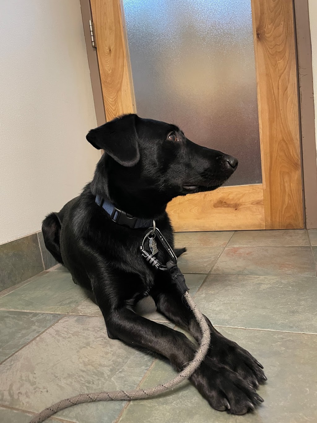 Excelsior Animal Hospital | 130 Oak St, Excelsior, MN 55331 | Phone: (952) 474-1106