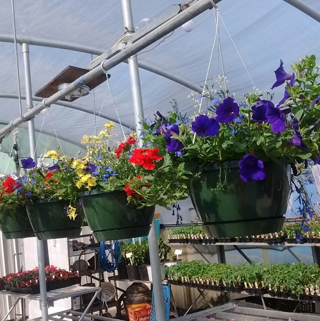 Shelby Nursery & Garden Center | 131 Mt Eden Rd, Shelbyville, KY 40065, USA | Phone: (502) 633-7870