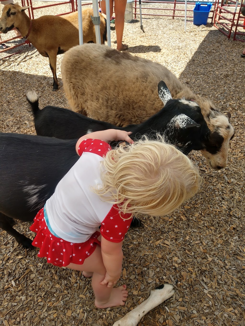 Funny Farm Petting Zoo | 15162 Ponderosa Ln, Auburn, CA 95603, USA | Phone: (916) 407-9867