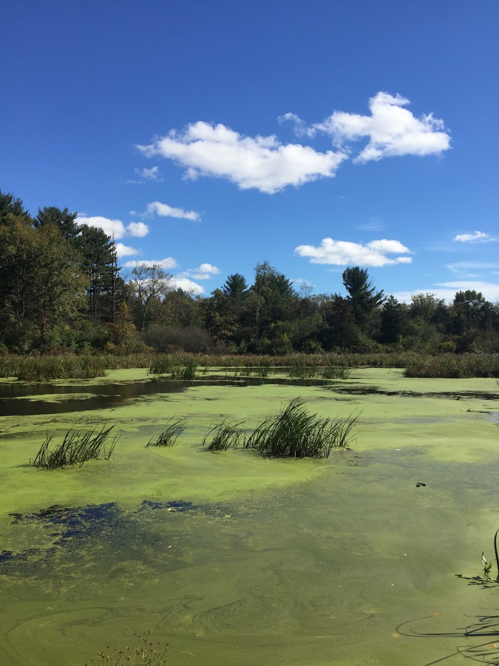 Vosburgh Swamp Wildlife Management Area | 4 Mile Point Rd, Coxsackie, NY 12051, USA | Phone: (845) 473-4440