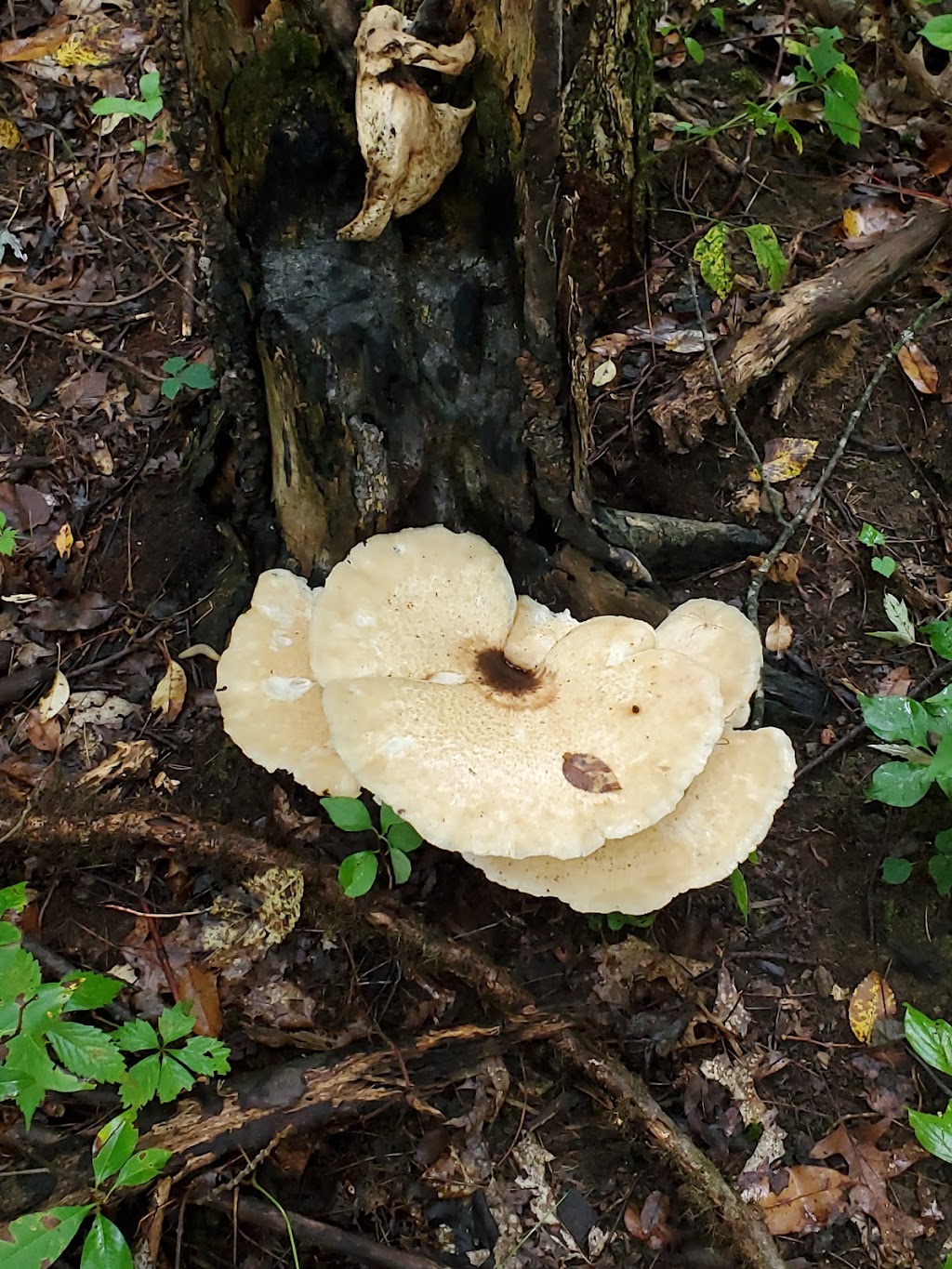 Triangle Lake Bog State Nature Preserve | Ravenna, OH 44266, USA | Phone: (240) 727-3330