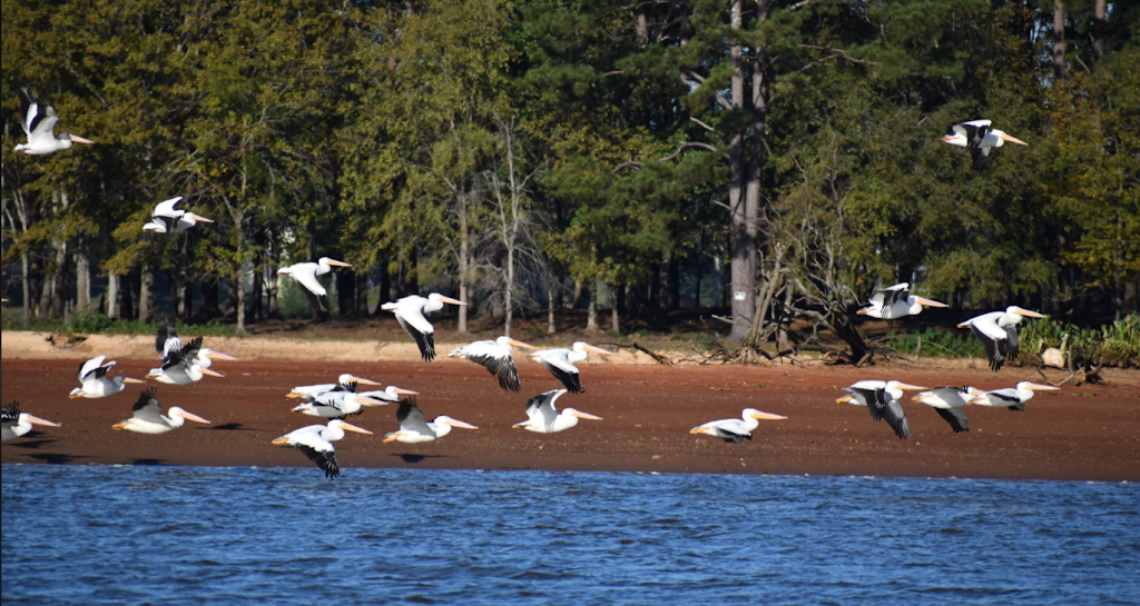 Lakeside Landing RV Park & Marina | 4600 Martin St S, Cropwell, AL 35054, USA | Phone: (205) 525-5701