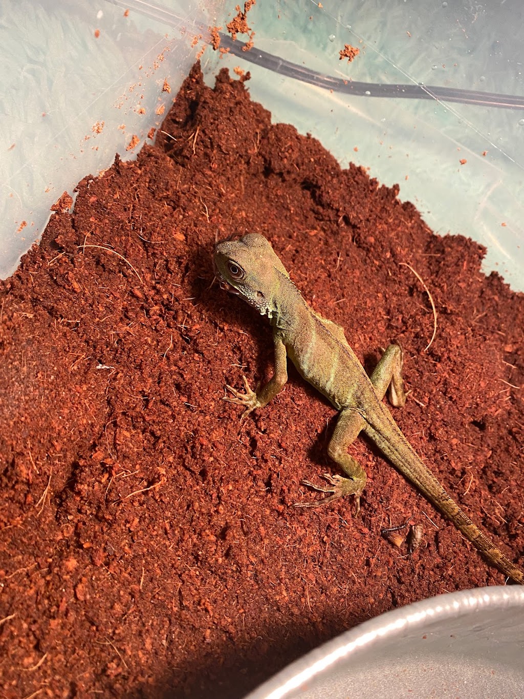 Backwater Reptiles | 4970 Rocklin Rd, Rocklin, CA 95677, USA | Phone: (916) 740-9758