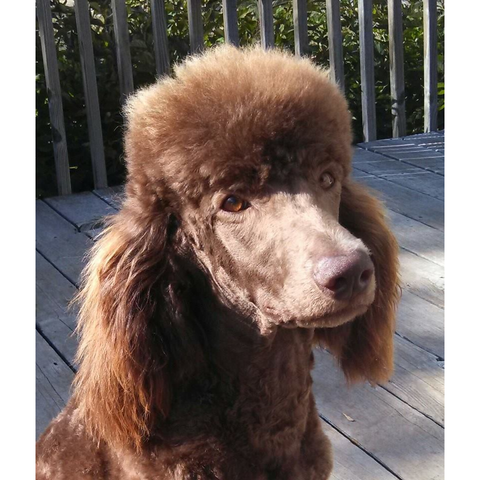 Dover Quality Poodles | 1662 164th Ln NW, Andover, MN 55304, USA | Phone: (763) 434-7332