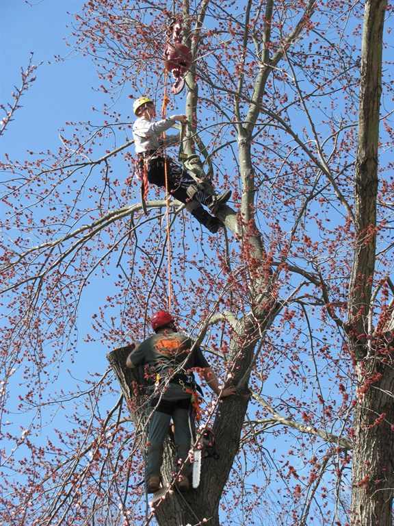 Hector Tree Service | Tyrone, GA 30290, USA | Phone: (404) 337-5235