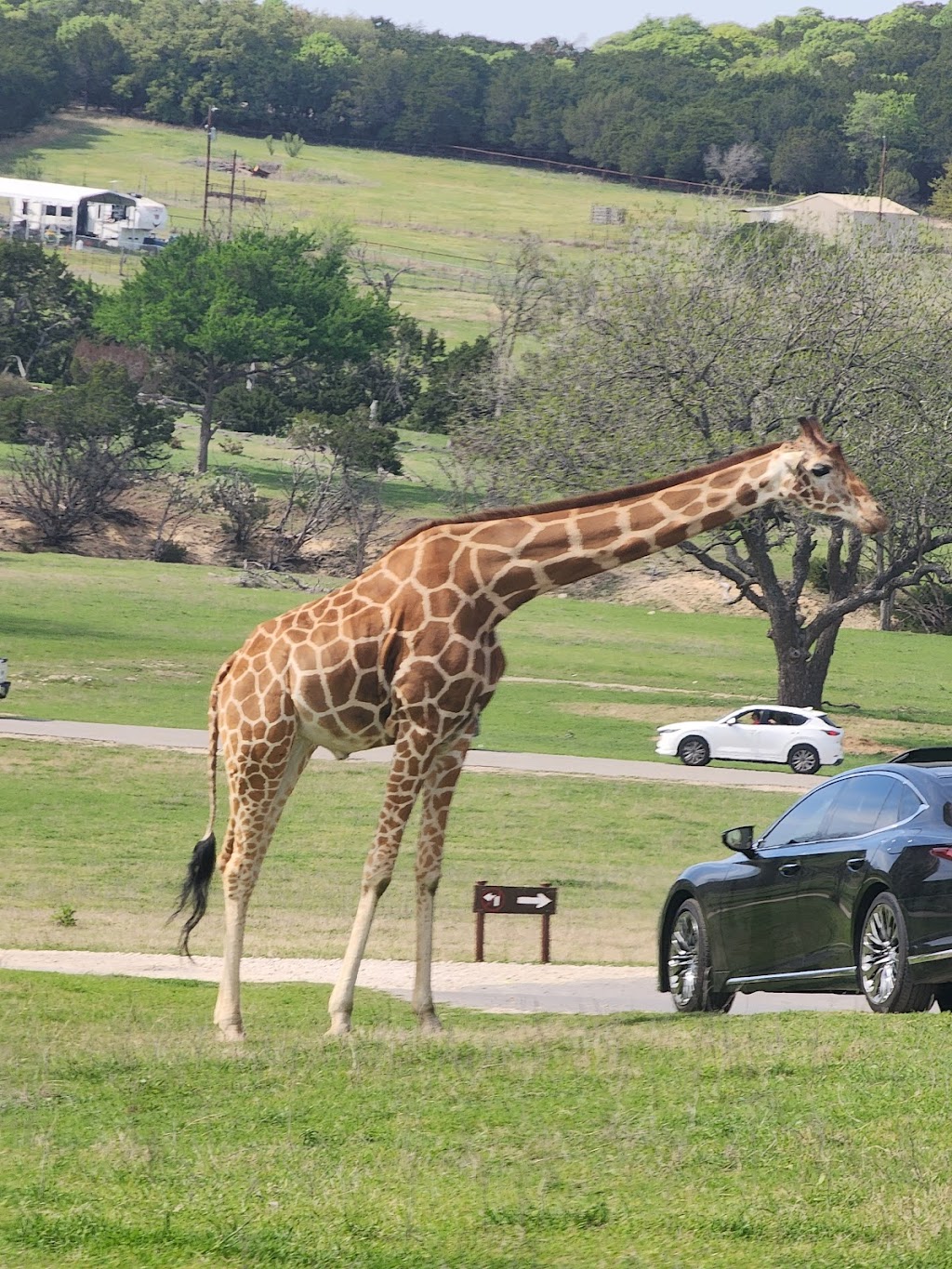 Fossil Rim Wildlife Center | 2299 Co Rd 2008, Glen Rose, TX 76043, USA | Phone: (254) 897-2960