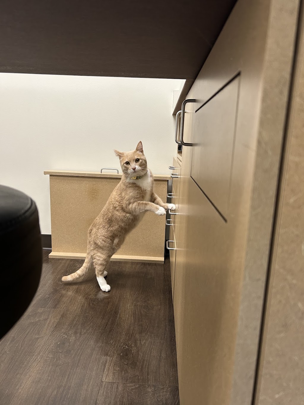 All About Cats Veterinary Hospital | 6501 132nd Ave NE, Kirkland, WA 98033, USA | Phone: (425) 636-8201