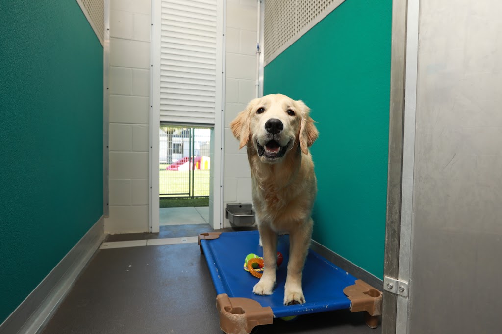 Pet Paradise Lakewood Ranch | 10411 Portal Crossing, Bradenton, FL 34211, USA | Phone: (941) 209-1021