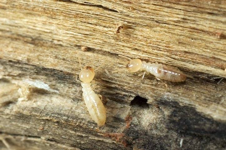 Finley Termite & Pest Control | 5621 Quail Ln, Arlington, TX 76016, USA | Phone: (817) 457-9897