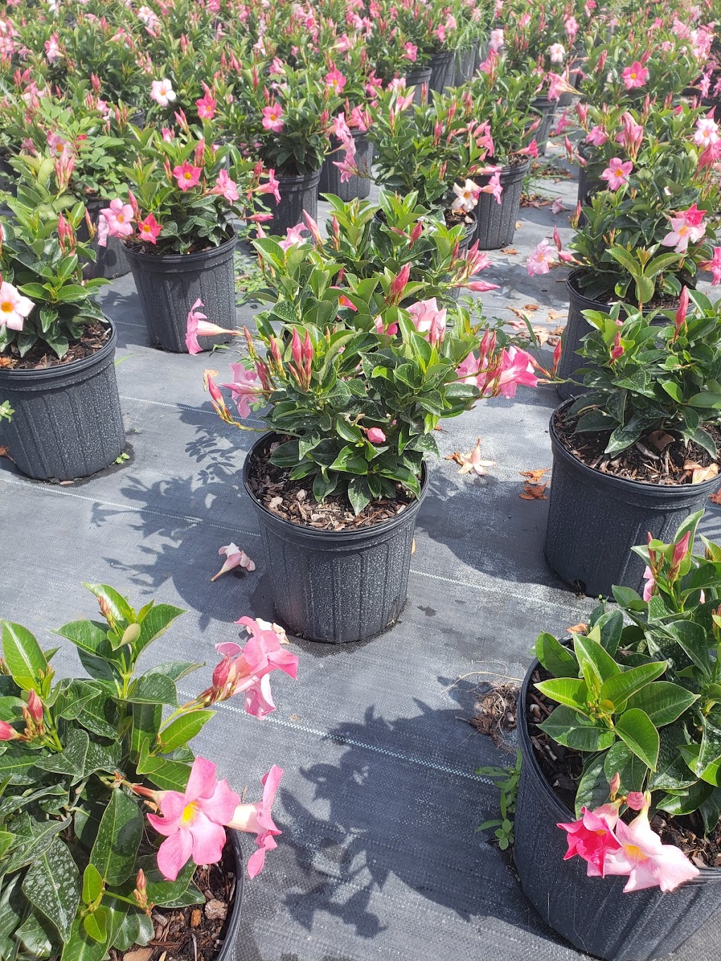 Caballeros Plants Nursery Inc | 18550 SW 168th St, Miami, FL 33187, USA | Phone: (786) 295-3413