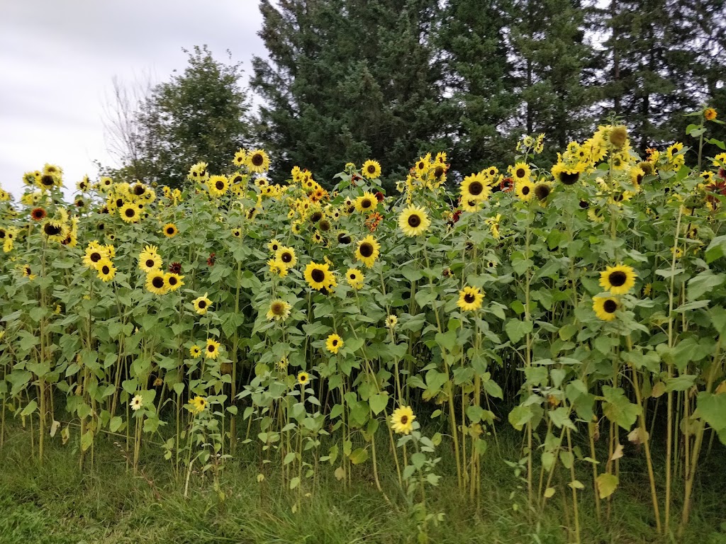 White Pine Berry Farm | 1482 Oak Dr, River Falls, WI 54022, USA | Phone: (715) 222-2946