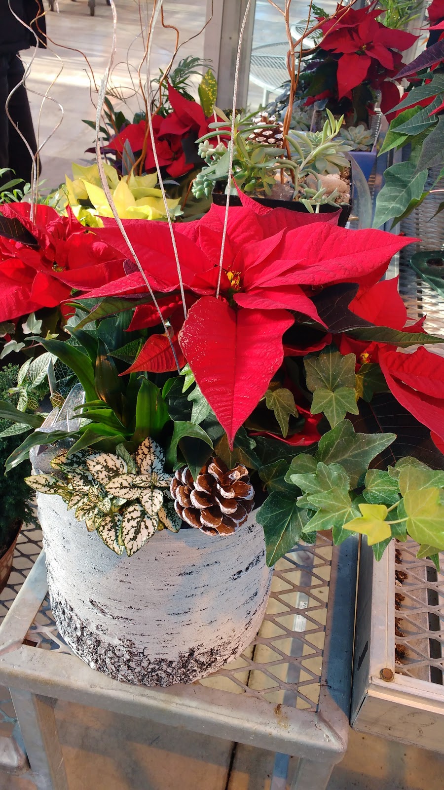 Niagara College Greenhouse Nursery | 135 Taylor Rd, Niagara Falls, ON L2H 0H5, Canada | Phone: (905) 641-2252 ext. 4082