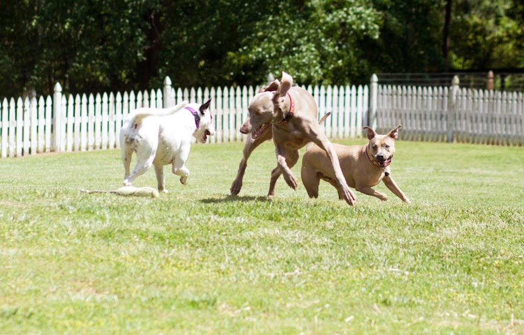 Dogphorias Pampered Pets | 4225 Union Hill Rd, Canton, GA 30115, USA | Phone: (770) 248-0321