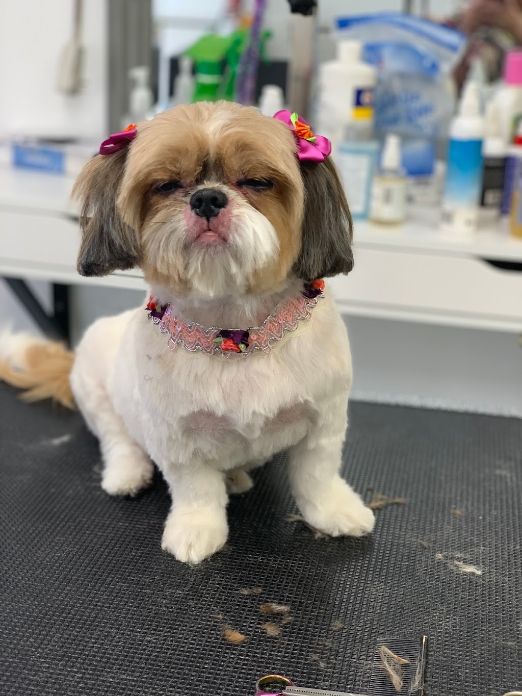 Pawfection grooming spa | Jackson St #41, South River, NJ 08882, USA | Phone: (732) 210-4544