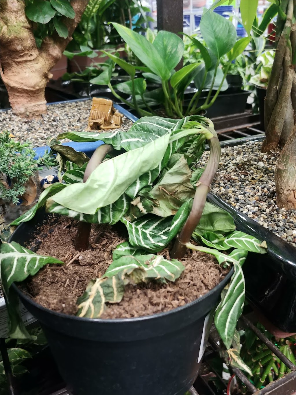 Lowes Garden Center | 1348 N Azusa Ave, Covina, CA 91722, USA | Phone: (626) 756-3000