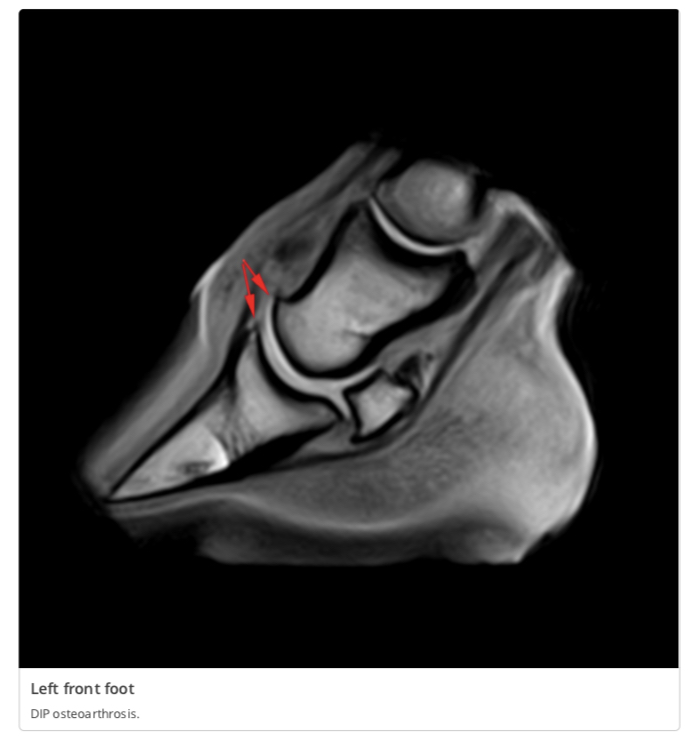 Equine MRI of MD, LLC | 15801 Old York Rd, Monkton, MD 21111, USA | Phone: (410) 999-4060