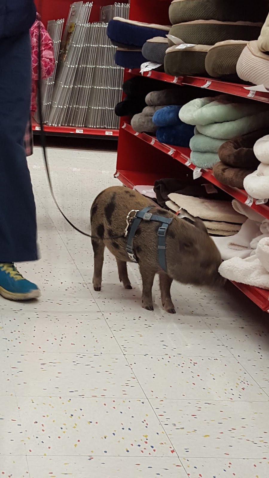 Petco | 313 Homer M Adams Pkwy, Alton, IL 62002, USA | Phone: (618) 462-2950