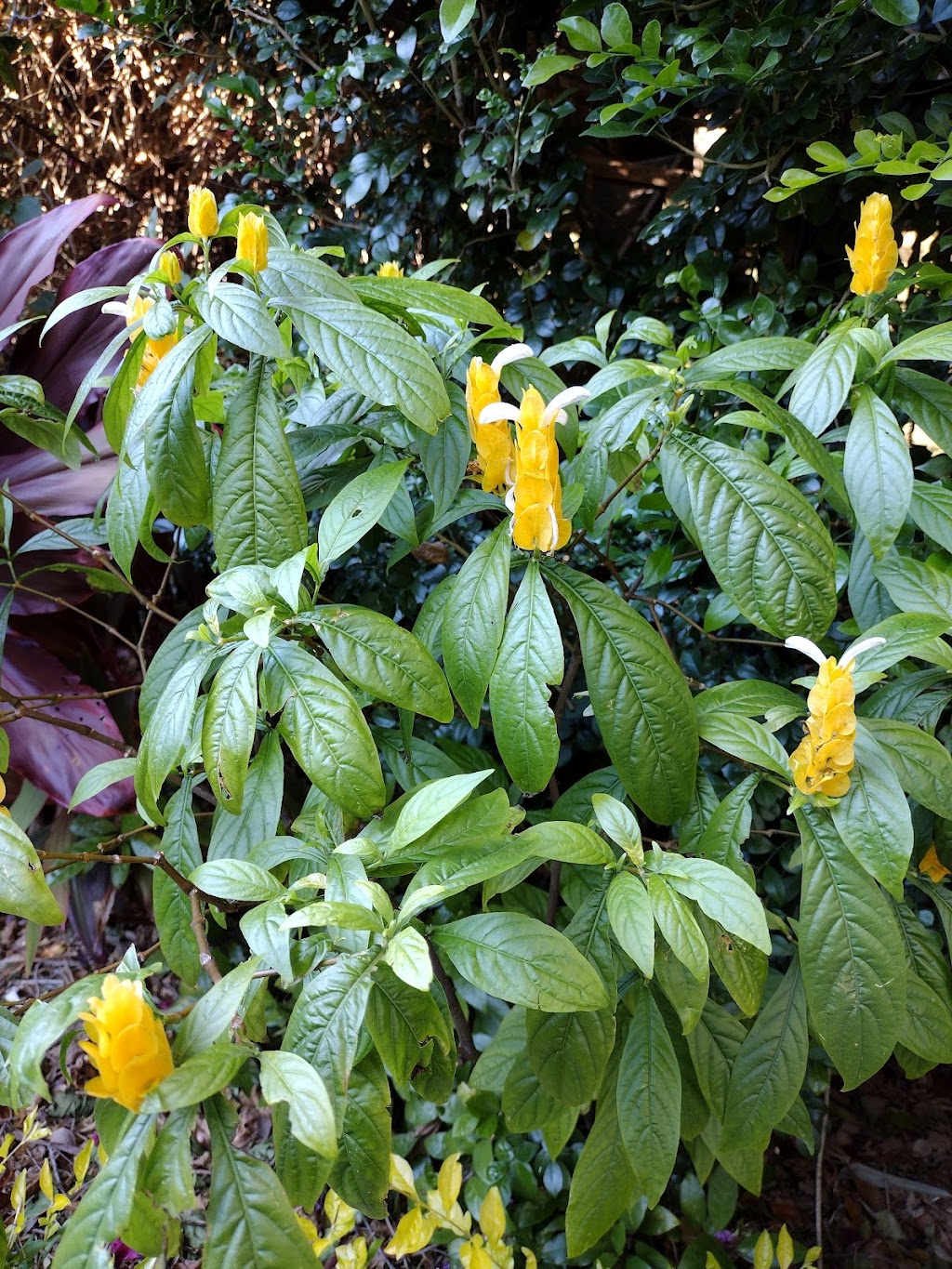Sunken Gardens | 1825 4th St N, St. Petersburg, FL 33704, USA | Phone: (727) 551-3102