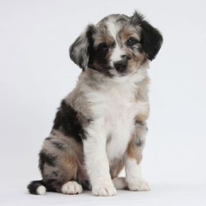 Hope For Pets | 218 Red Cardinal Dr, Mt Washington, KY 40047, USA | Phone: (502) 955-3586