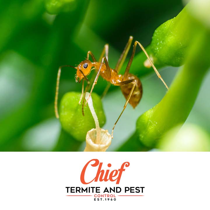 Chief Termite Services Inc | 5291 US Highway 51 N, Memphis, TN 38127, USA | Phone: (901) 358-1418