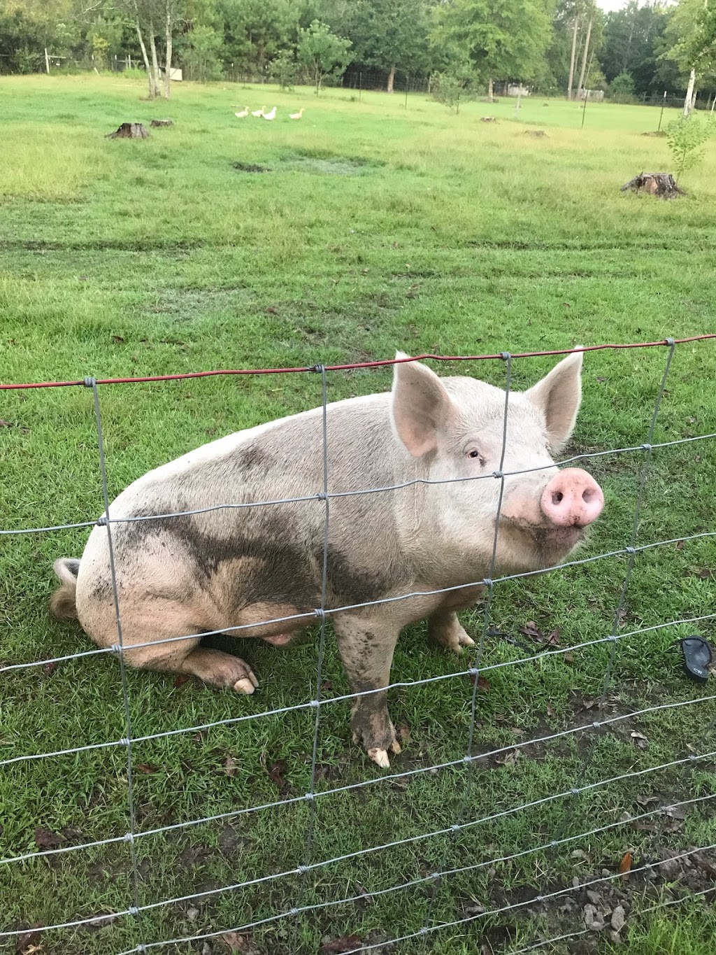 Black Creek Farm llc | 4421 MS-43, Picayune, MS 39466, USA | Phone: (601) 916-1610