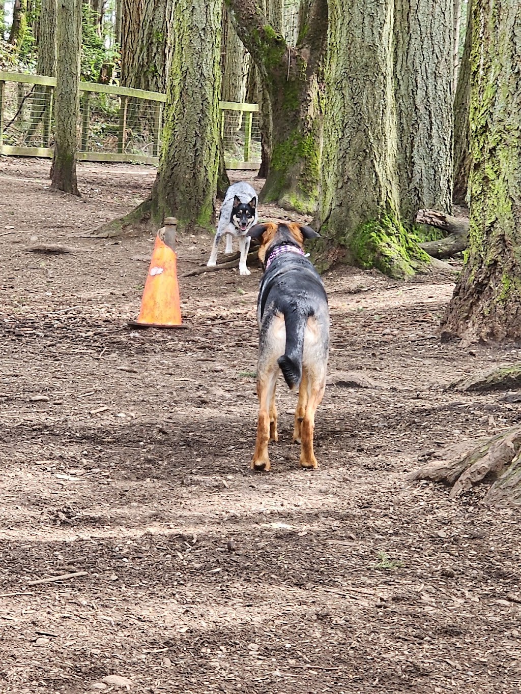 Point Defiance Dog Park | Five mile Rd, Tacoma, WA 98407, USA | Phone: (253) 305-1024