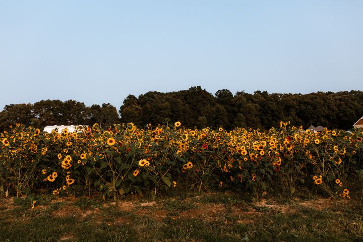 Hickory Hills Flower Farm | 317 W 300 S, Valparaiso, IN 46385, USA | Phone: (219) 707-1899