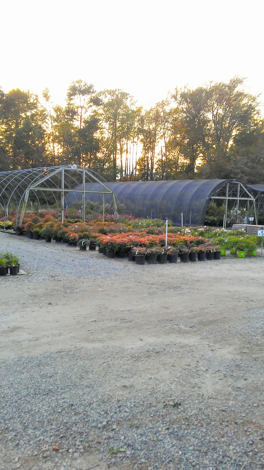 Bennetts Creek Nursery | 1568 Penniman Rd, Williamsburg, VA 23185, USA | Phone: (757) 483-1425