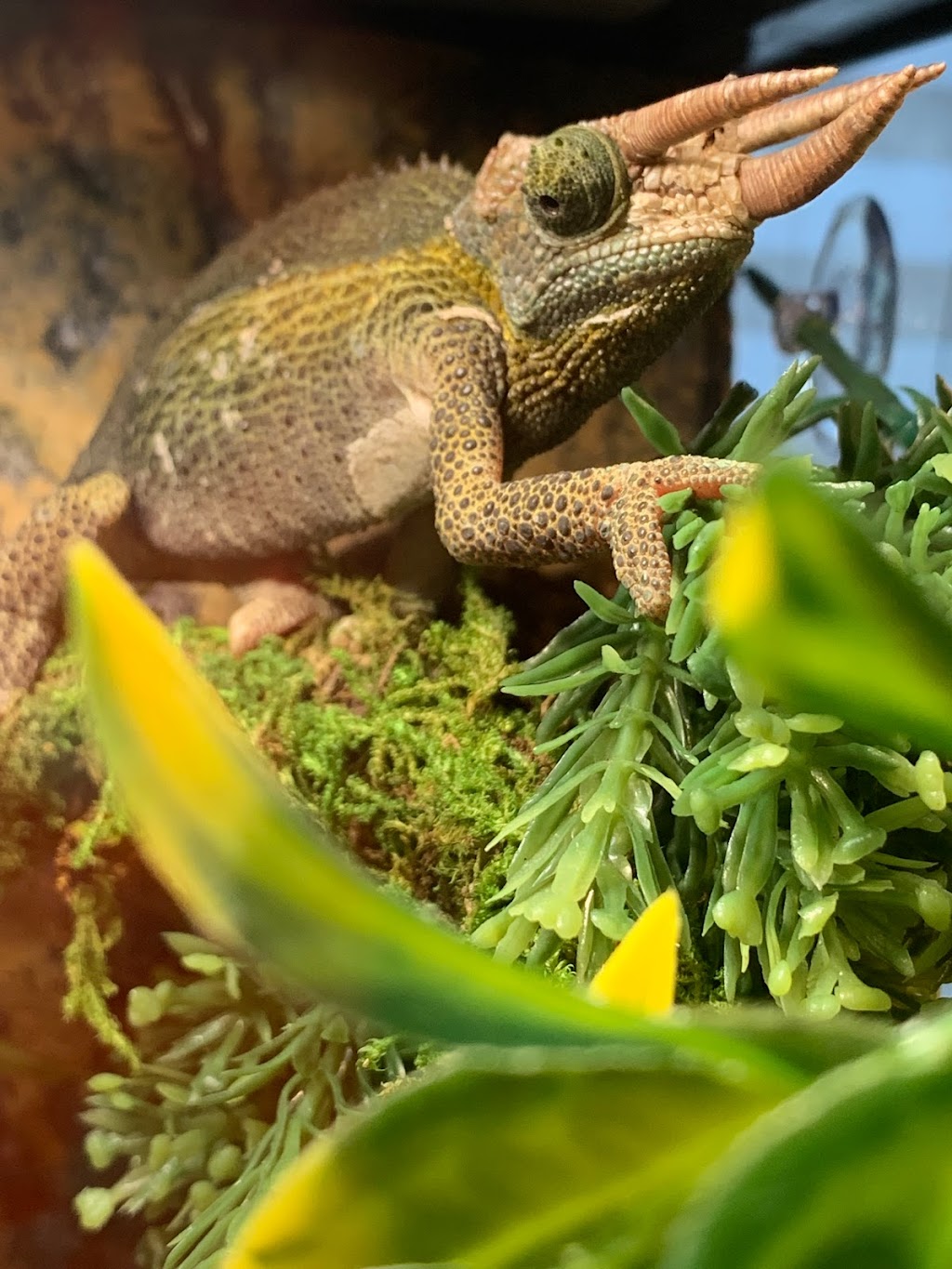 Backwater Reptiles | 4970 Rocklin Rd, Rocklin, CA 95677 | Phone: (916) 740-9758