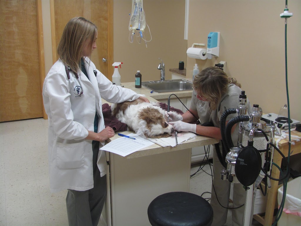 Valley Veterinary Clinic | 590 Vance Rd STE 101, Valley Park, MO 63088, USA | Phone: (636) 225-1155