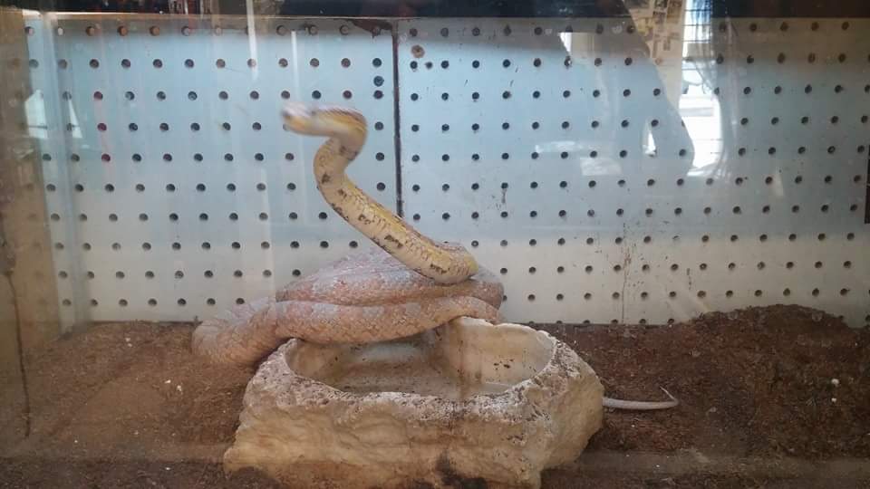 ACE OF HEARTS KENNEL AND GROOMING | 126 Atrisco Dr SW, Albuquerque, NM 87105, USA | Phone: (505) 831-3433