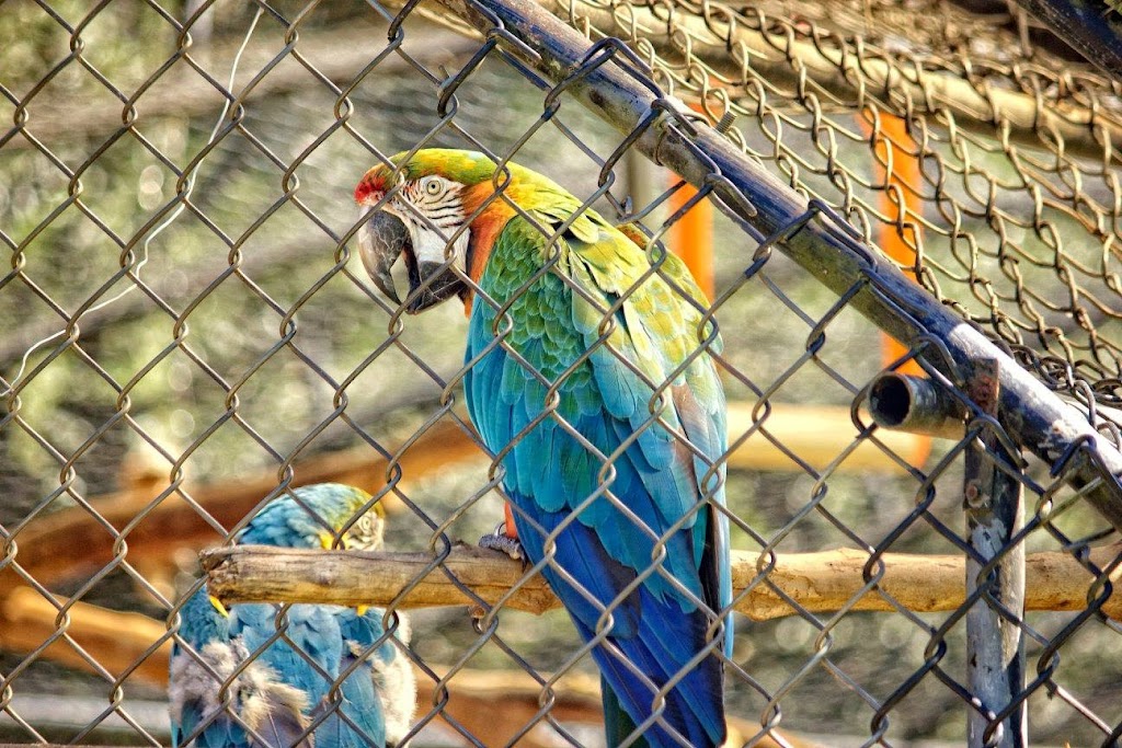 Noahs Ark Animal Sanctuary | 712 L G Griffin Rd, Locust Grove, GA 30248, USA | Phone: (770) 957-0888