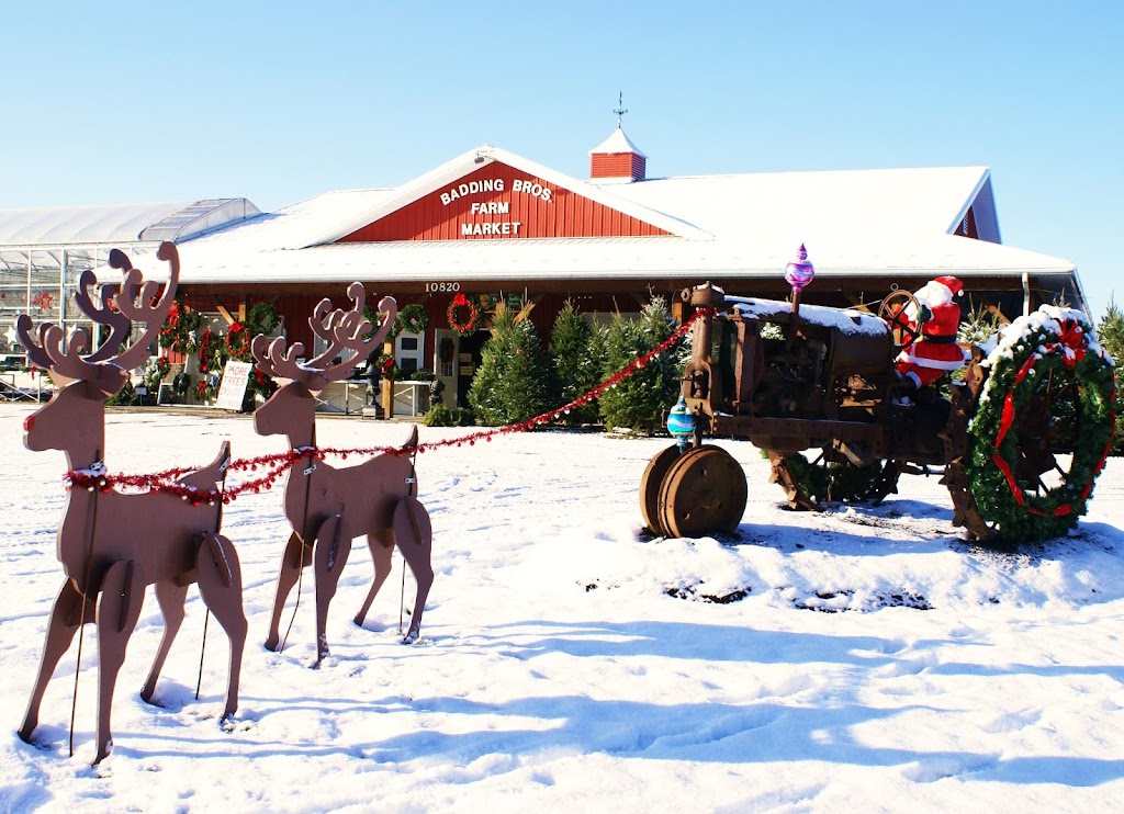 Badding Farm Market and Garden Center | 10820 Transit Rd, East Amherst, NY 14051, USA | Phone: (716) 636-7824