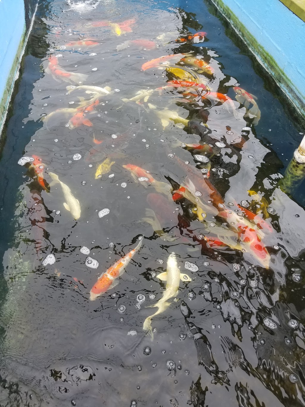 Ornamental Pond Fish, Inc. | 301 Thorn Rd, Port Allen, LA 70767, USA | Phone: (225) 343-4002