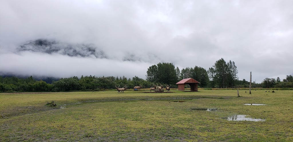 Bull Elk Exhibit | 43520 Seward Hwy, Girdwood, AK 99587, USA | Phone: (907) 783-0058