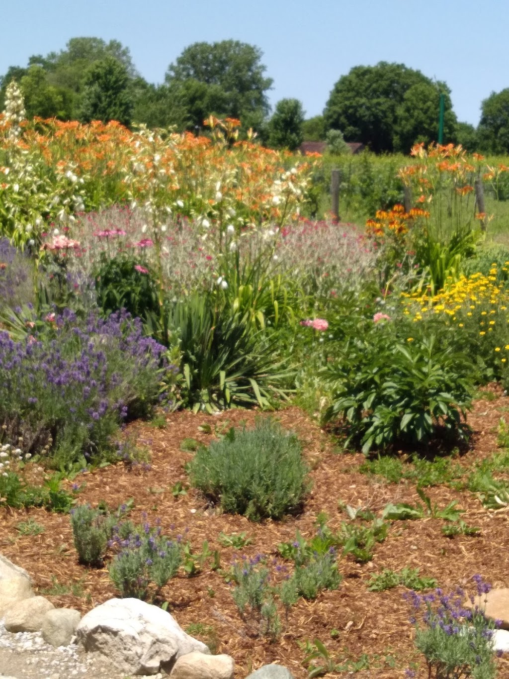 Serenity Lavender Farm Inc | 130 County Rd 50 E, Essex, ON N0R 1G0, Canada | Phone: (519) 738-6111