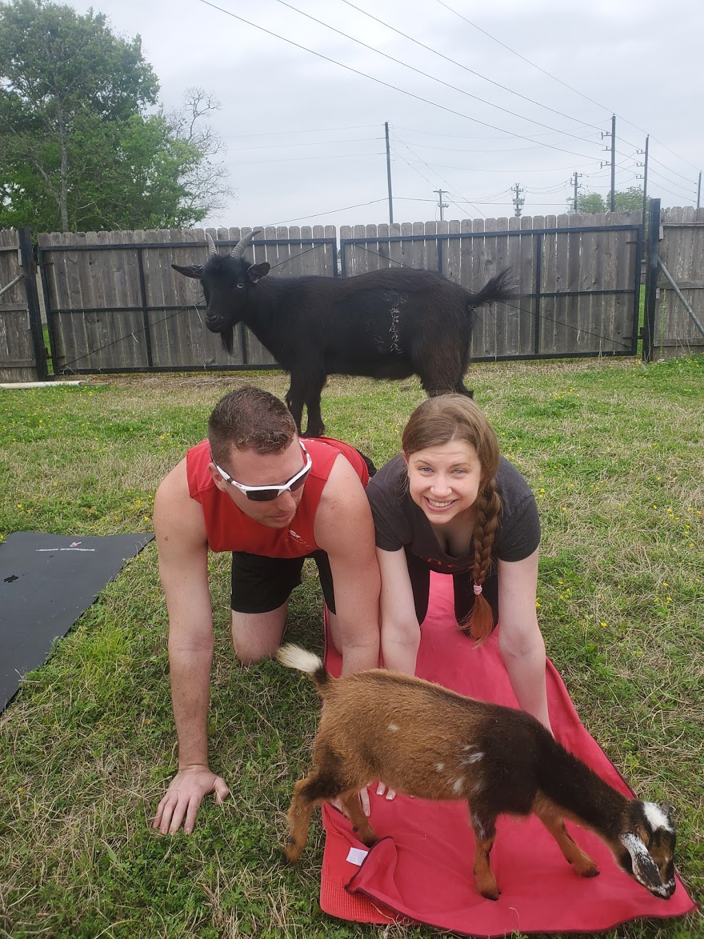 Goat Yoga Houston | 7730 Bailey Rd, Pearland, TX 77584, USA | Phone: (713) 578-0068